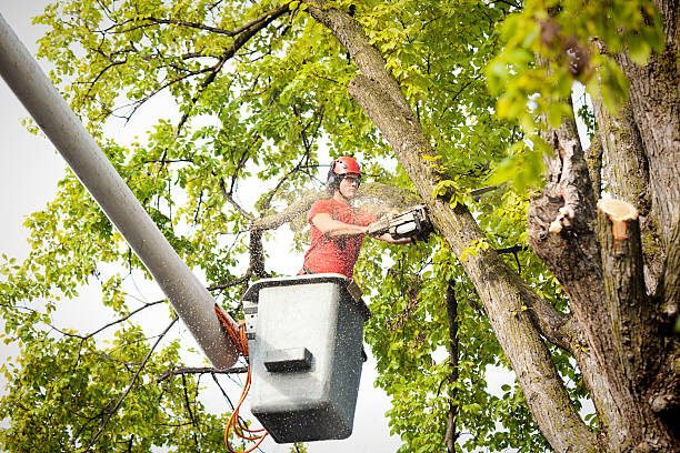 Best Fruit Tree Pruning  in Village Shires, PA